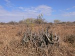 Aloe pirottae PV2500 Marsabit severne GPS172 Kenya 2012_PV0764.jpg